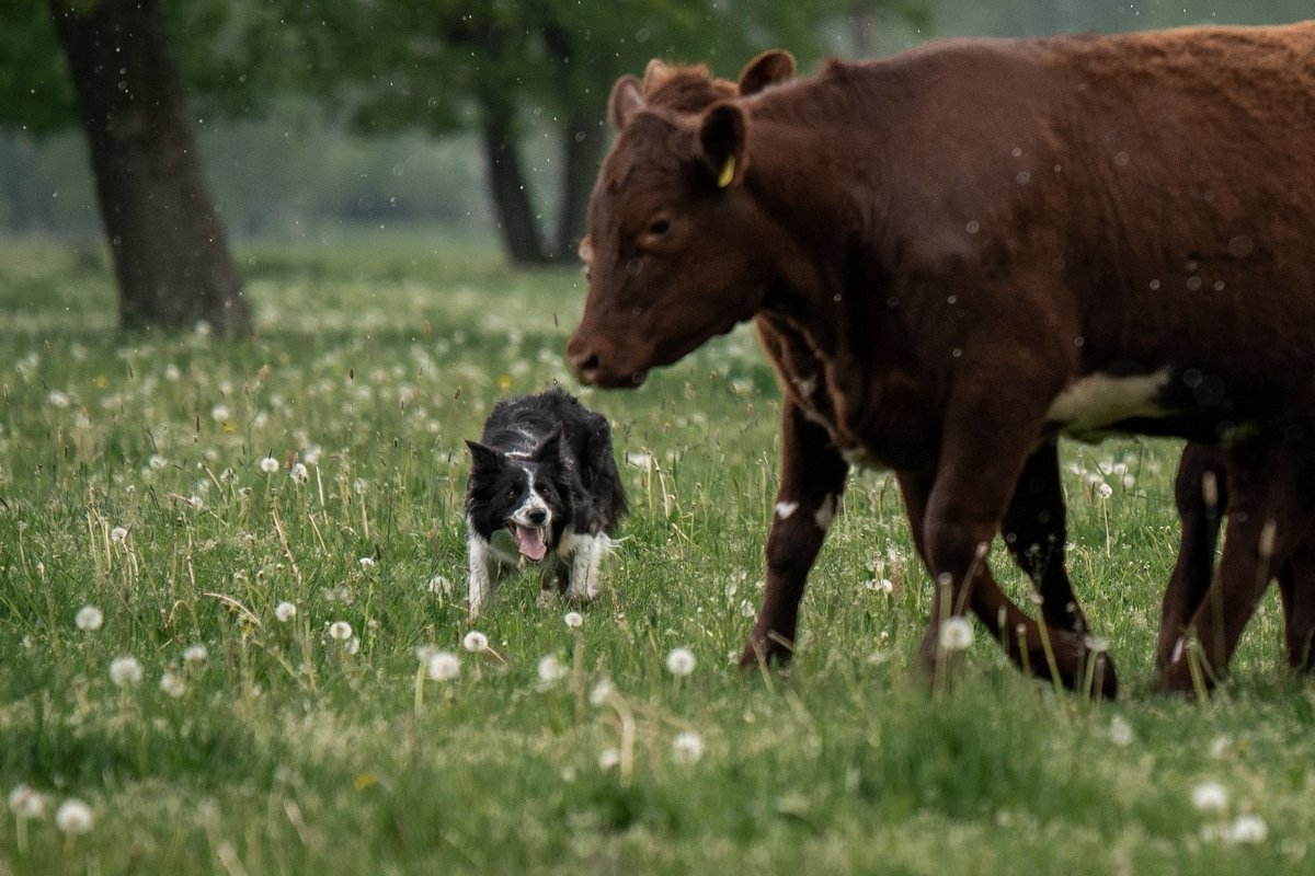 Border Collie bei der Rinderarbeit