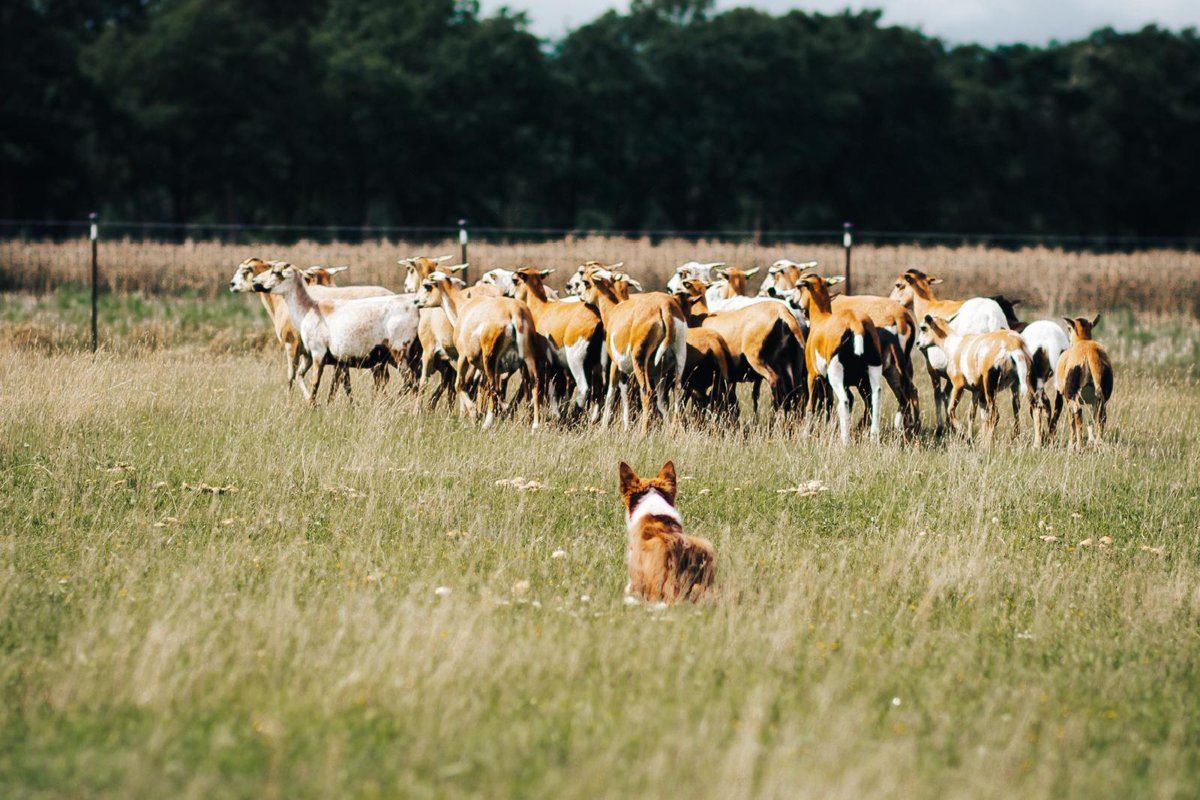 Border Collie hinter einer Gruppe Schafe